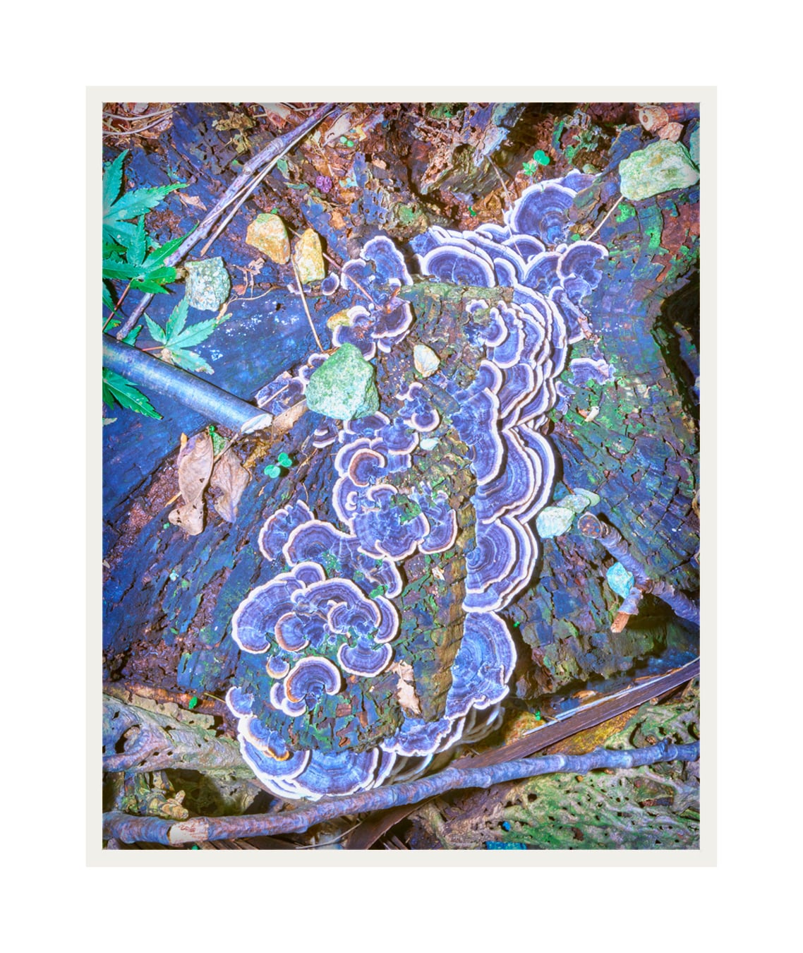 Simbiosis #009 | for better (or) for worse.