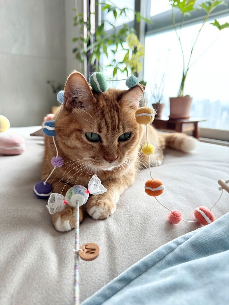 D Gray-man ディーグレイマン Dグレ グッズ ティムキャンピー