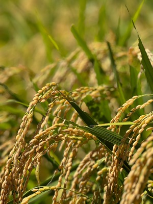 特別權之丞米【減農薬まっしぐら】玄米10kg