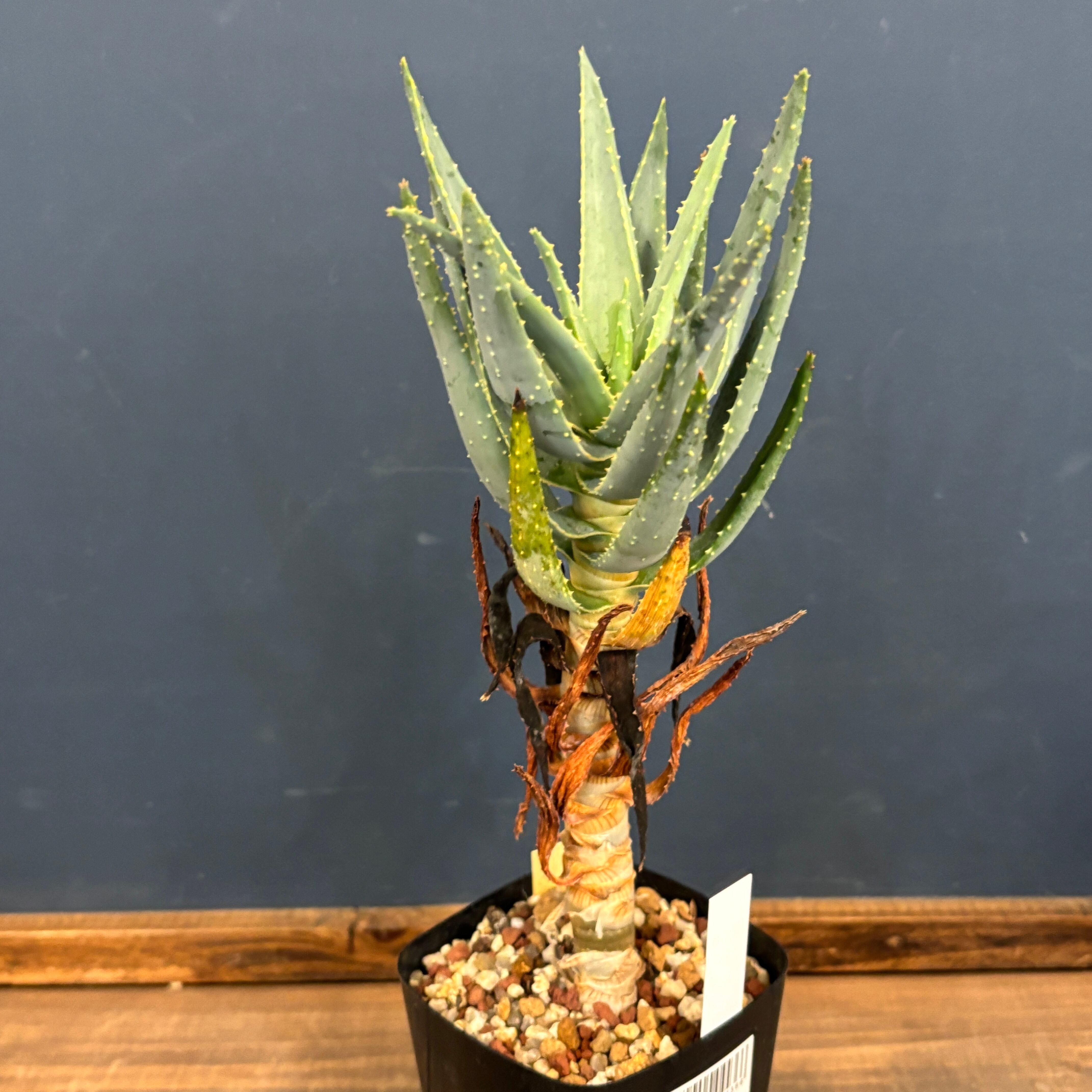 アロエ ディコトマ【128】 | PROTOLEAF プロトリーフ