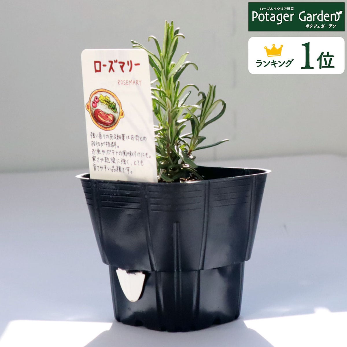 ハーブ 苗 ローズマリー 立性 | ハーブ苗のポタジェガーデン 本店