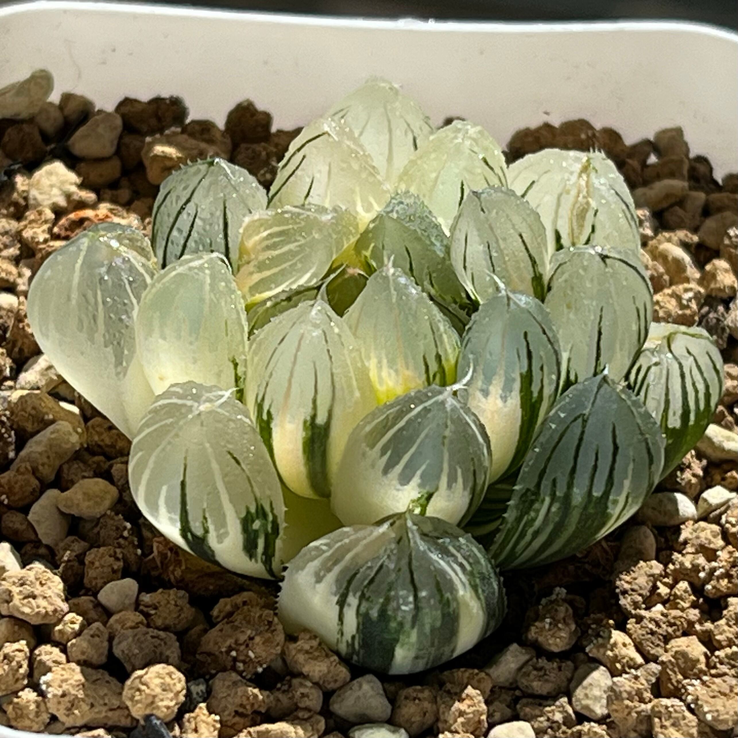 ハオルチア 瑠璃水晶コンプト錦 | mocono_plants