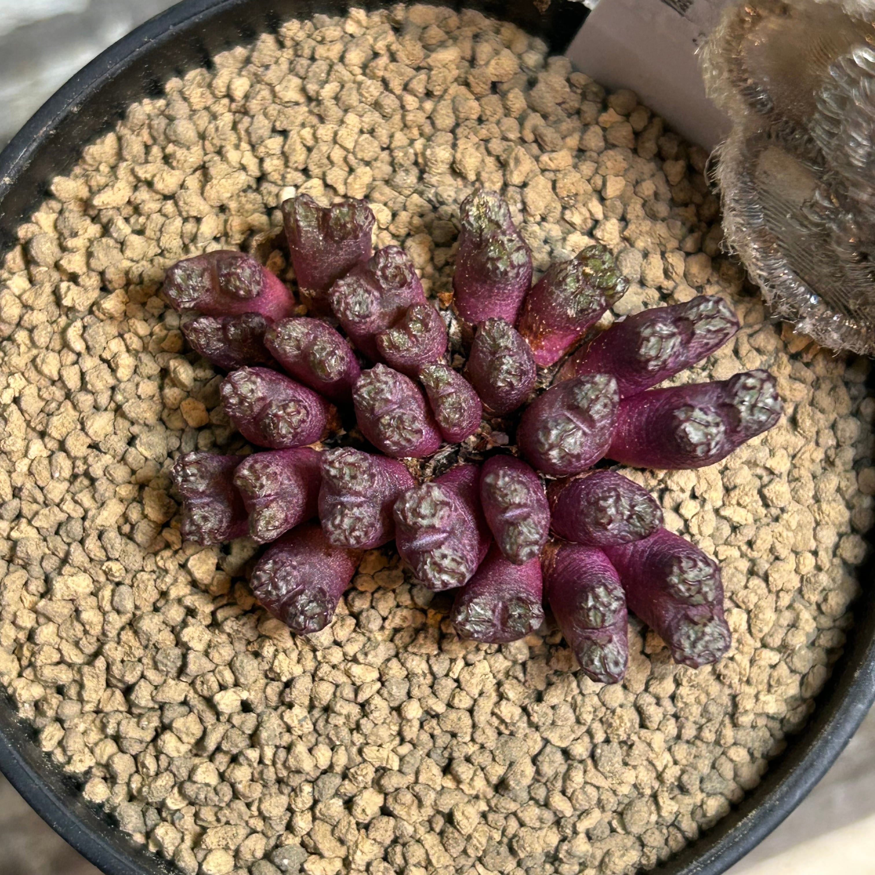 T)コノフィツム ルックホッフィー | RuPo 多肉植物専門店
