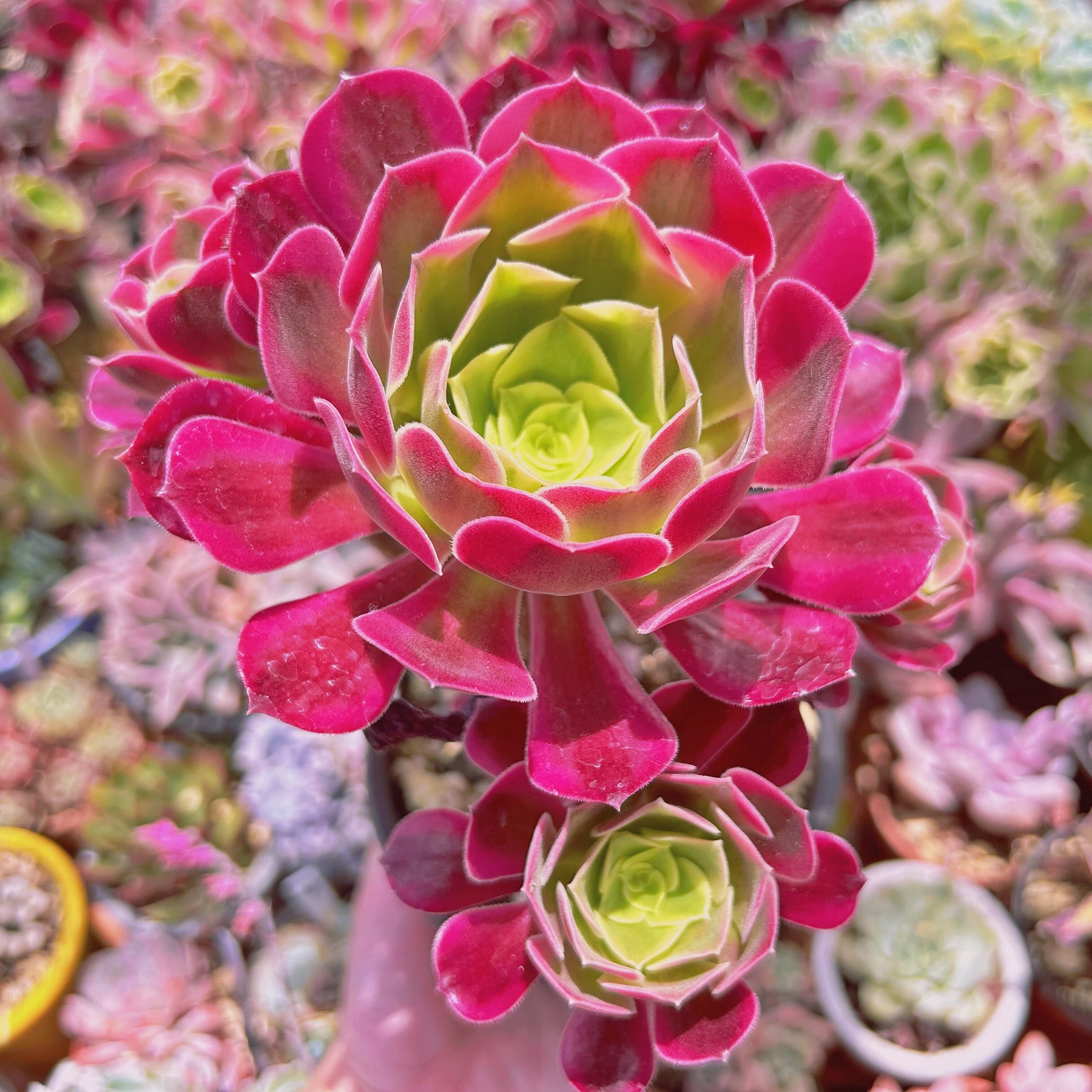 現物　多肉植物　 Aeonium メデューサ   特大群生　抜き苗