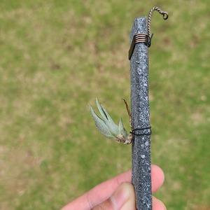 Tillandsia edithiae (Rugged Form) 小