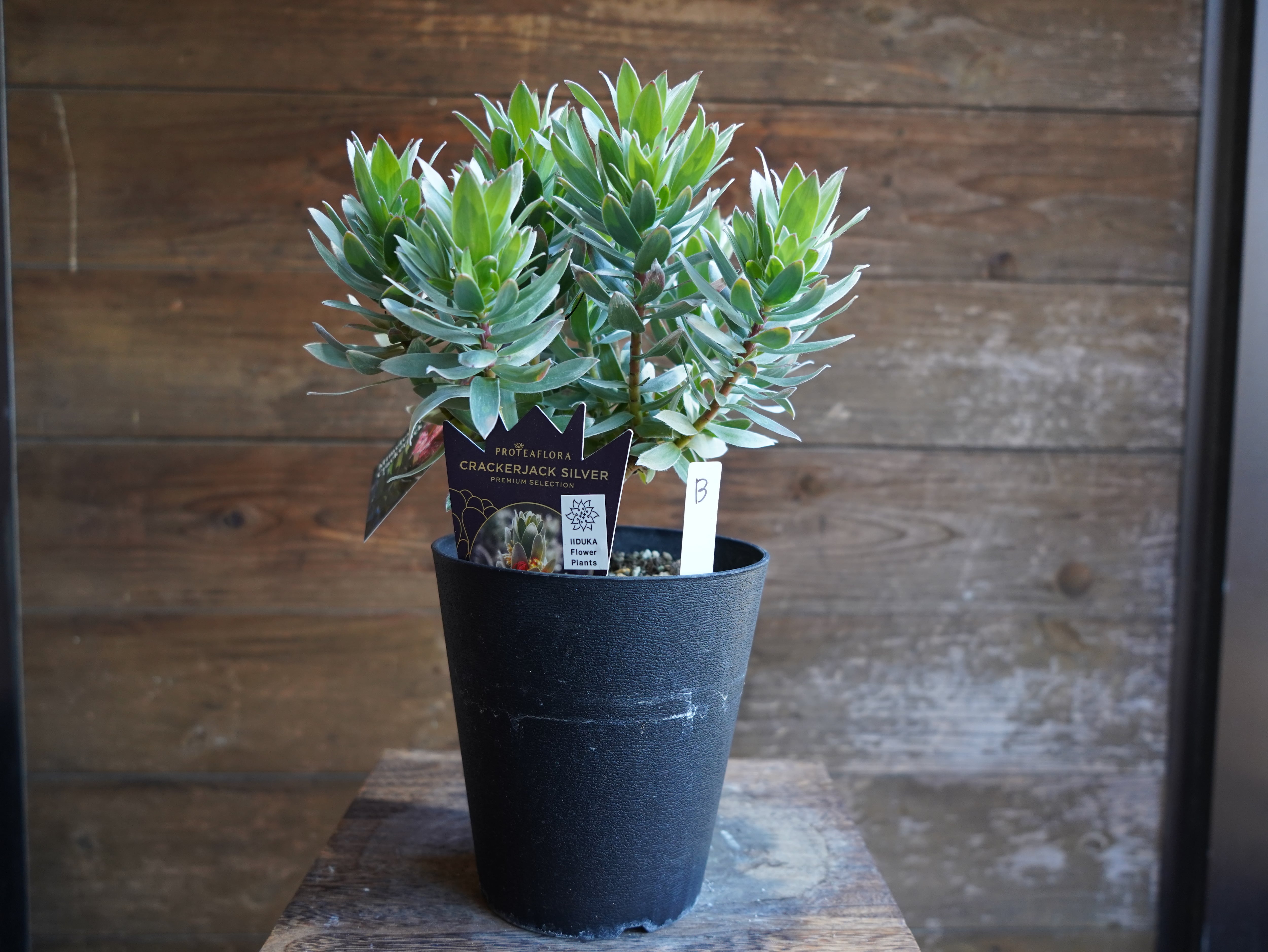 【現物】ミメテス　”クラッカージャックシルバー”　B