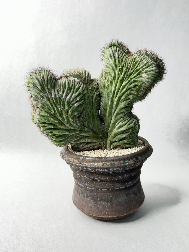 ポラスキア・雷神閣綴化