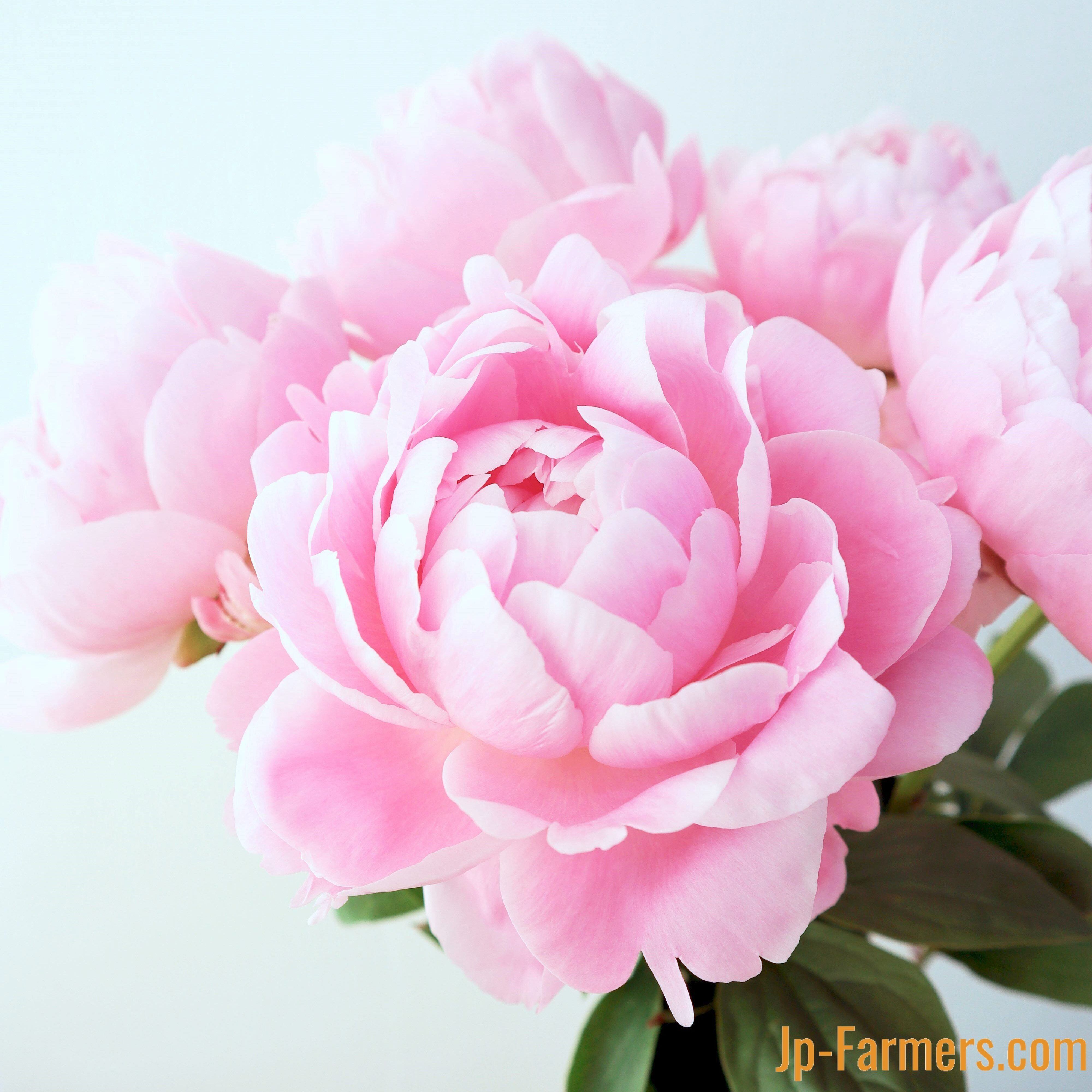 新潟県 みなみ魚沼農協 芍薬 ルーズベルト 八重咲 10本 Jp Farmers Com