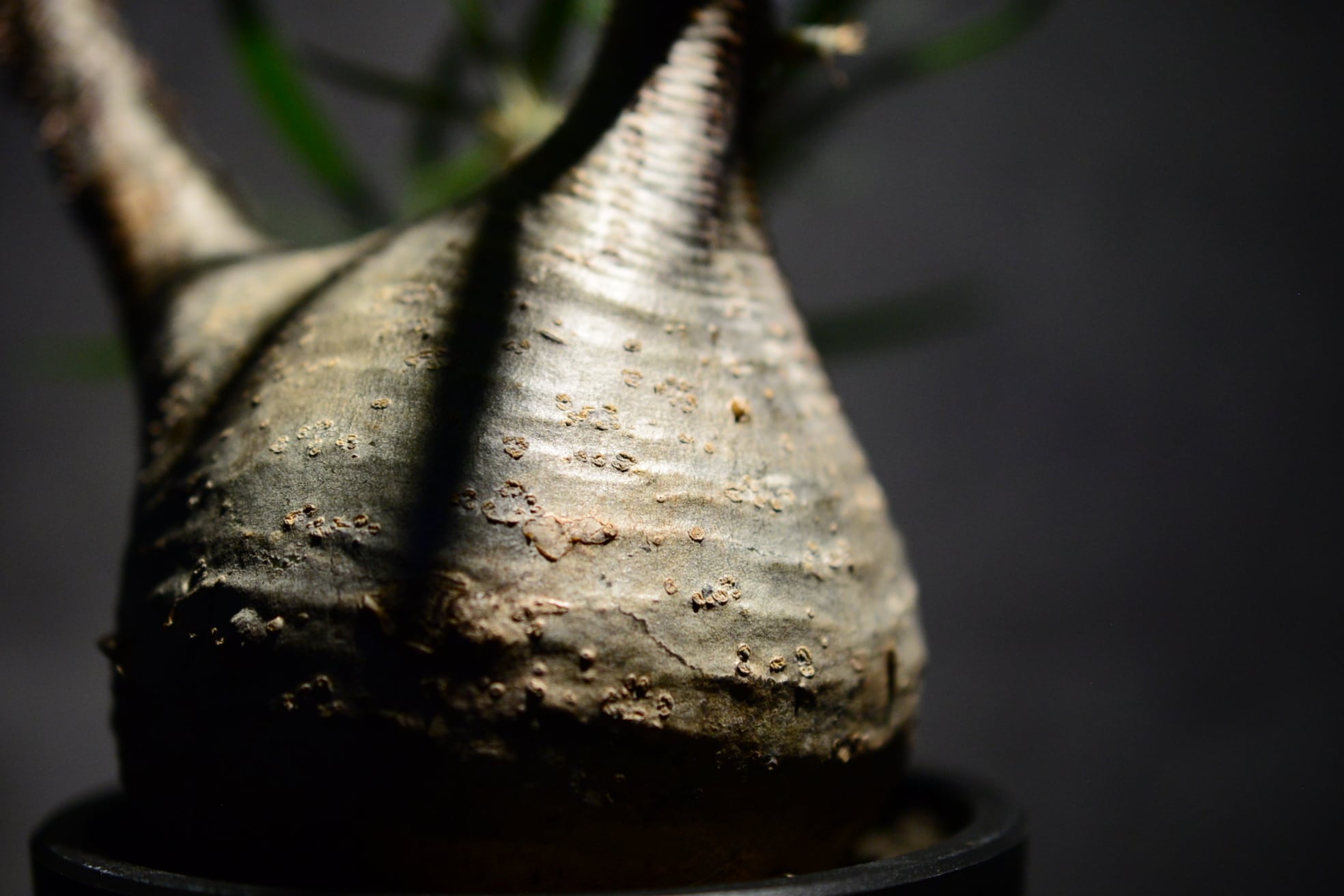 パキポディウム グラキリス 現地球〈象牙宮〉 | N collect plants