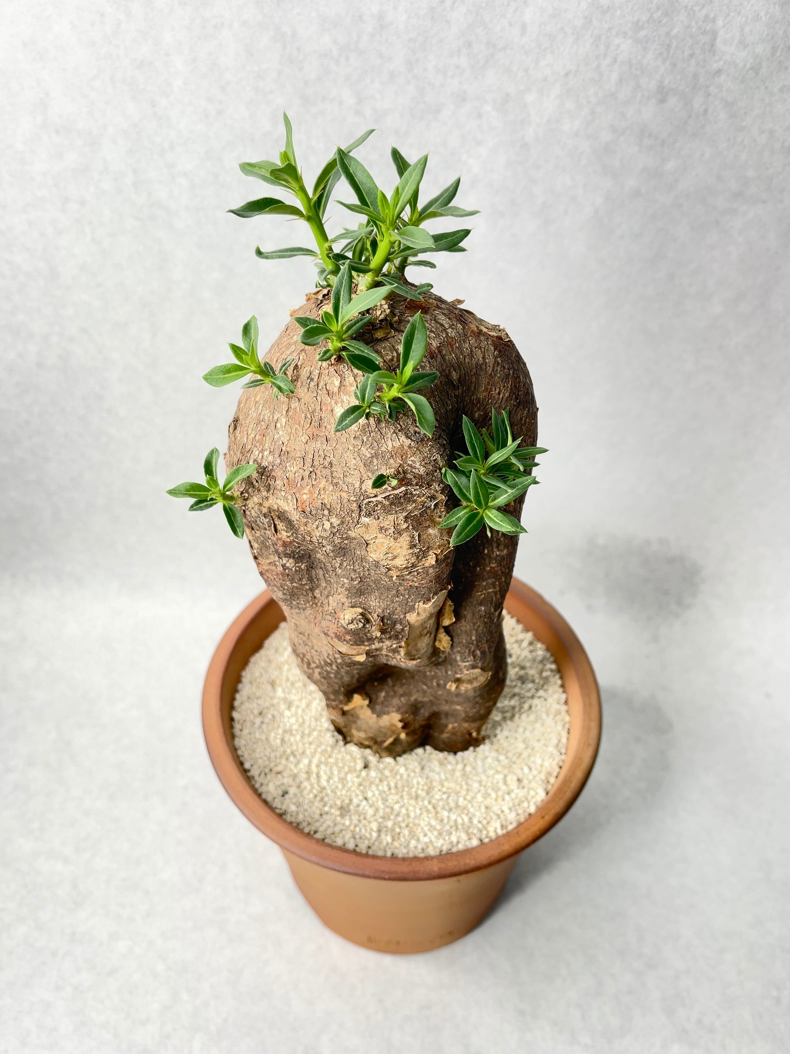 パキポディウム・ビスピノーサム | trigger