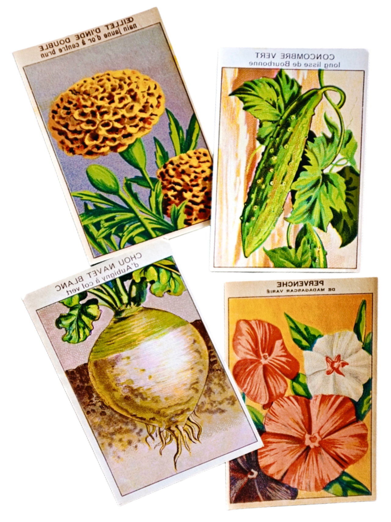 20s フランス 4set 膨満な花々と野菜たち 種子袋用ラベルq アンティーク