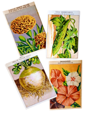 20s フランス 4set 膨満な花々と野菜たち 種子袋用ラベルq アンティーク