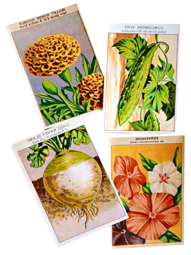 20s フランス 4set 膨満な花々と野菜たち 種子袋用ラベルq アンティーク