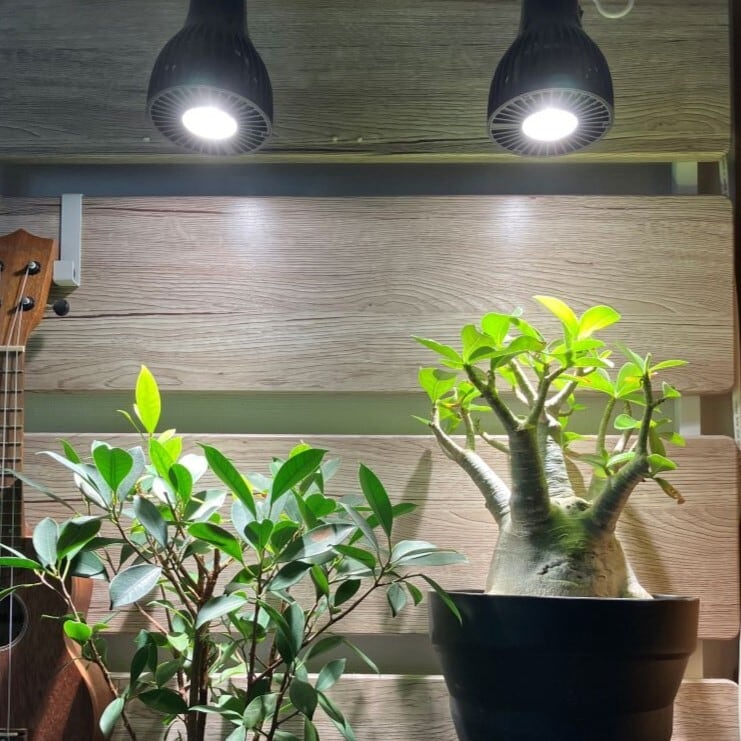 CHISPA 光と風で植物を育てるLEDライト ブラック ファン付き | CHISPA