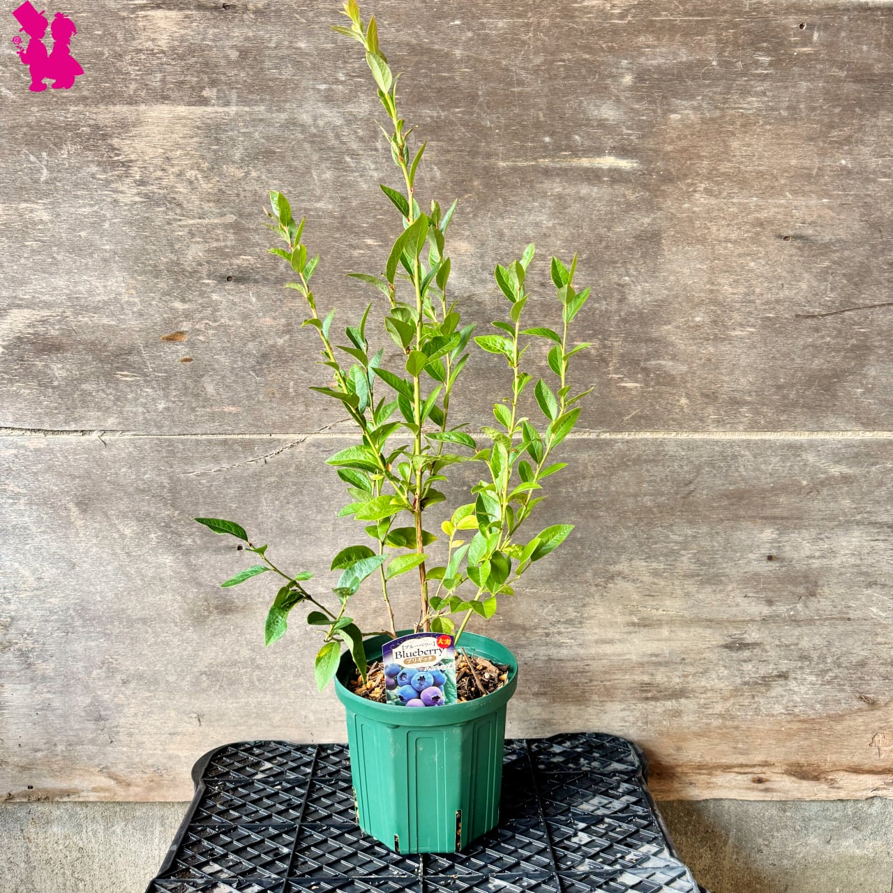 ブルーベリー】『ブリギッタ』 | 園芸農家イシヅキちゃんねるショップ