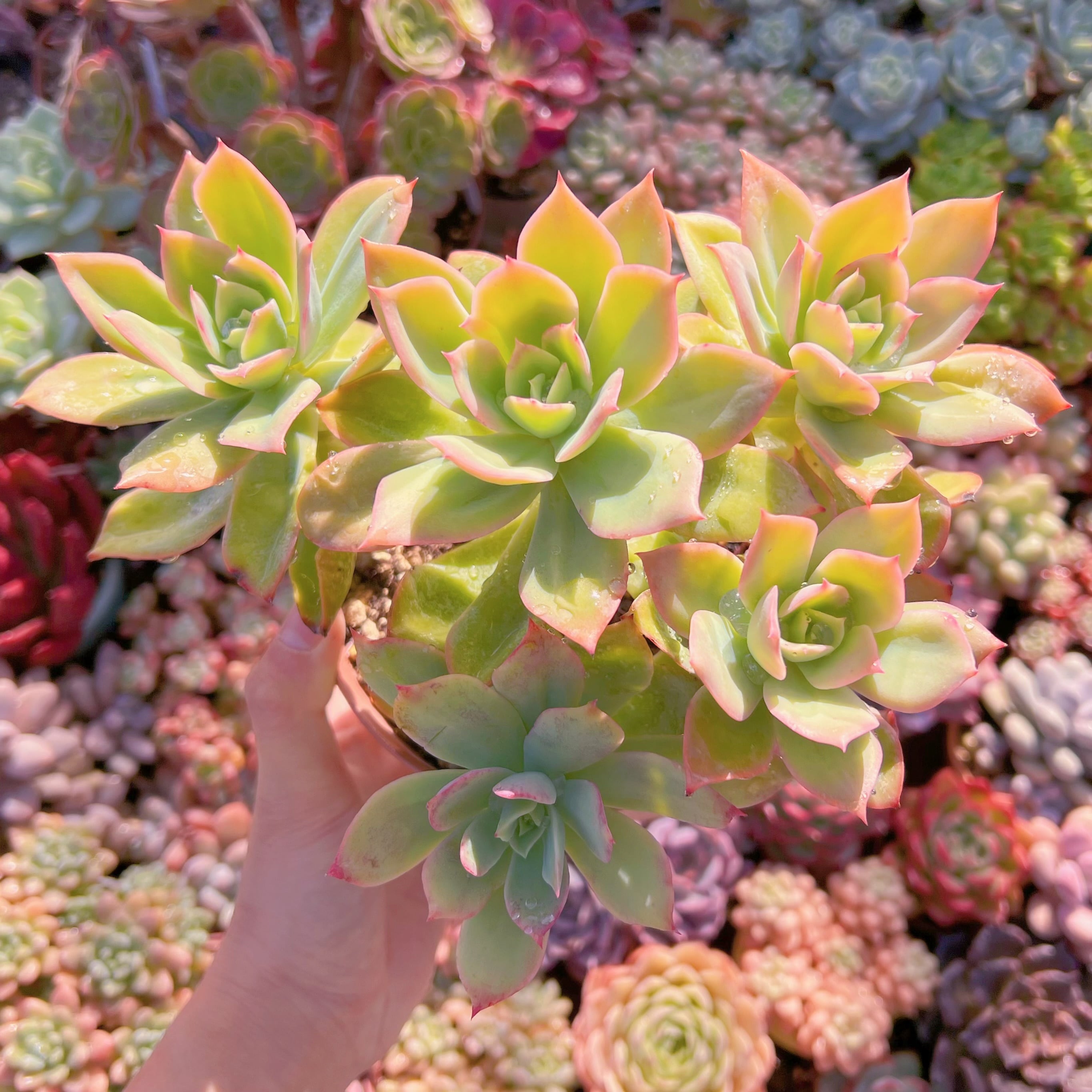 現品　ジョイス#033　古株　特特大　るる農園