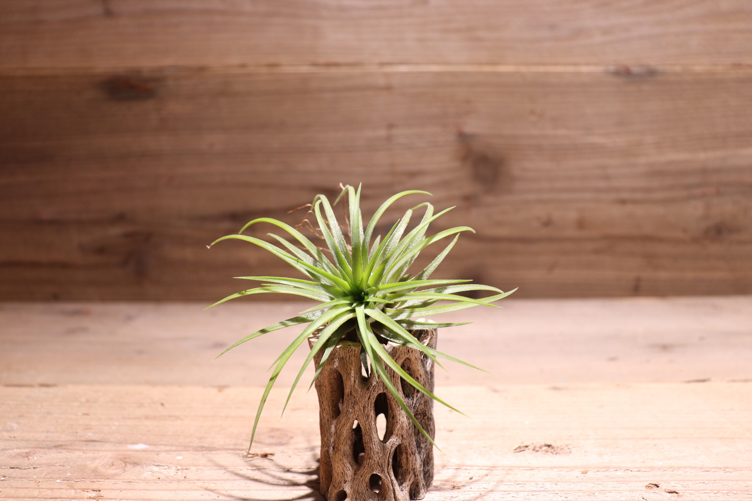 送料無料】'Methaporn Delight'〔エアプランツ〕現品発送T3231 | plane