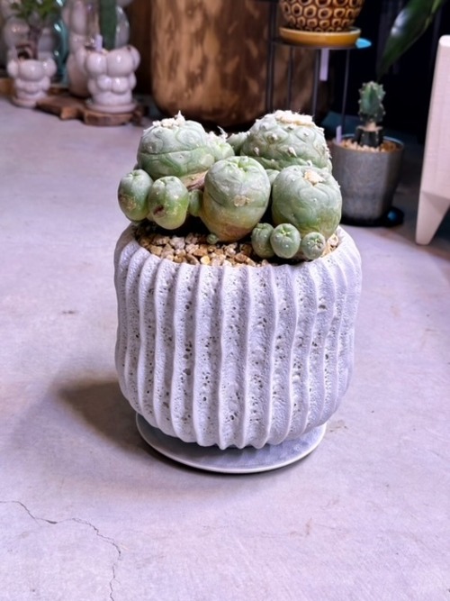ロフォフォラ　ペヨーテ・ウィリアムシー【鳥羽玉】　  Lophophora williamsii