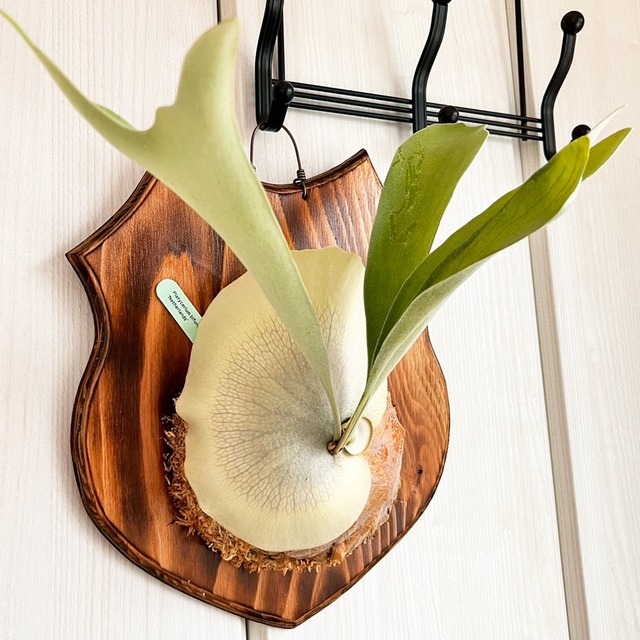 ビカクシダ ネザーランド 大サイズ 板付 【観葉植物 室内 コウモリラン】