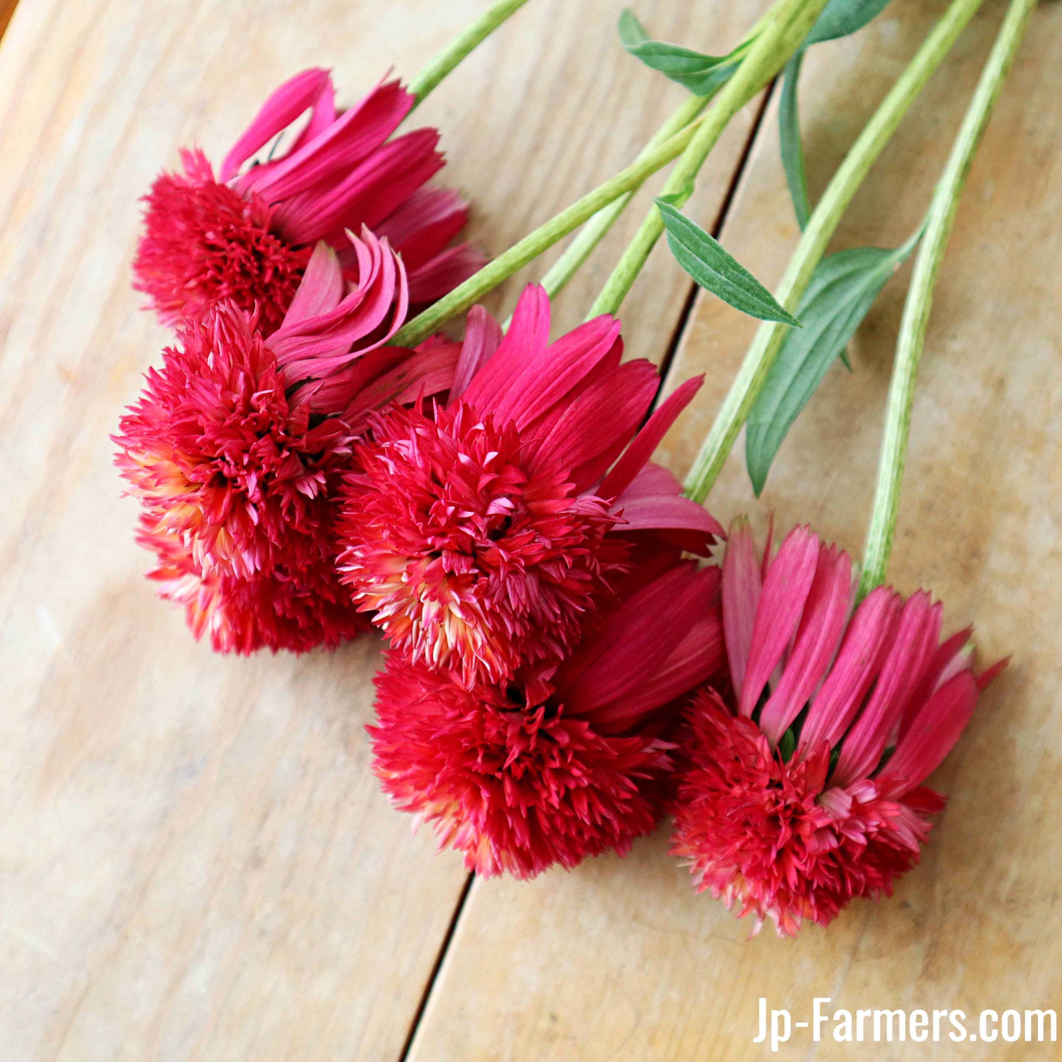 灼熱の夏！ フラワースピリット エキナセア サマーレッド | 新鮮お花