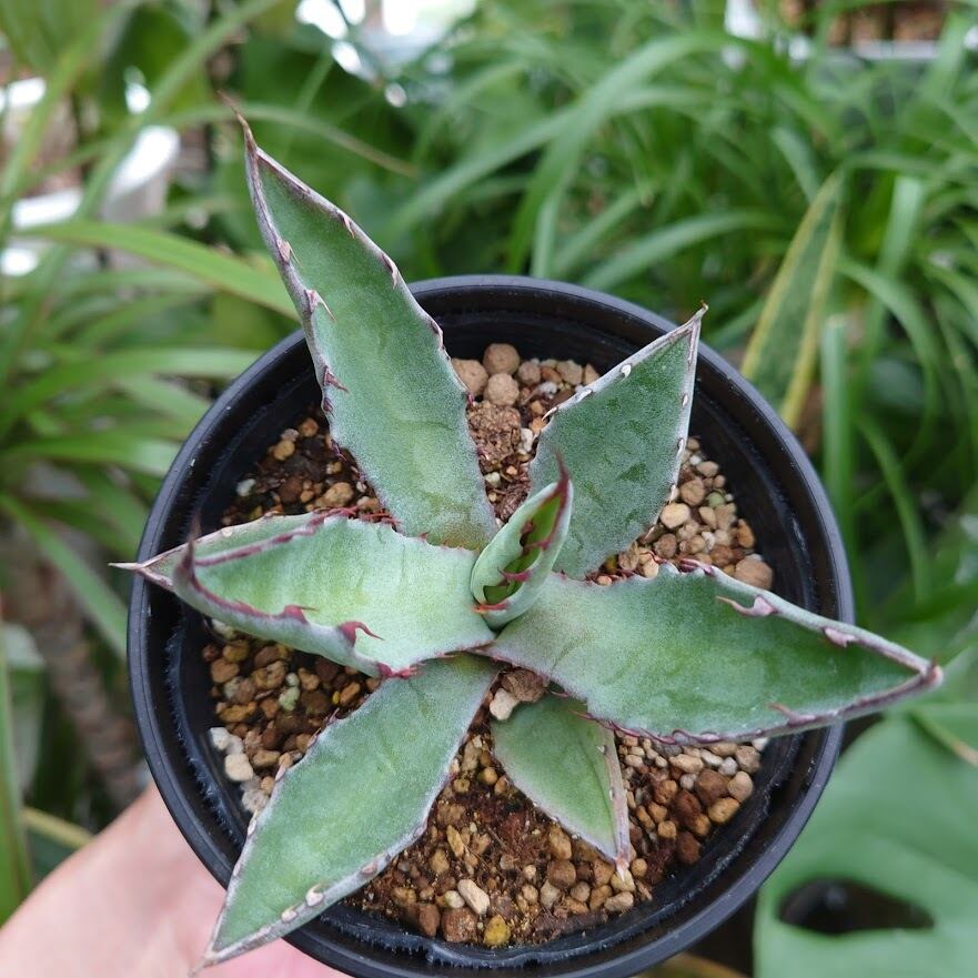 アガベ サルミアナ フェロックス 2 Agave Salmiana Ferox 送料一律500円 多肉植物ハオルチア アガベ サンスべリアの店mellowgarden