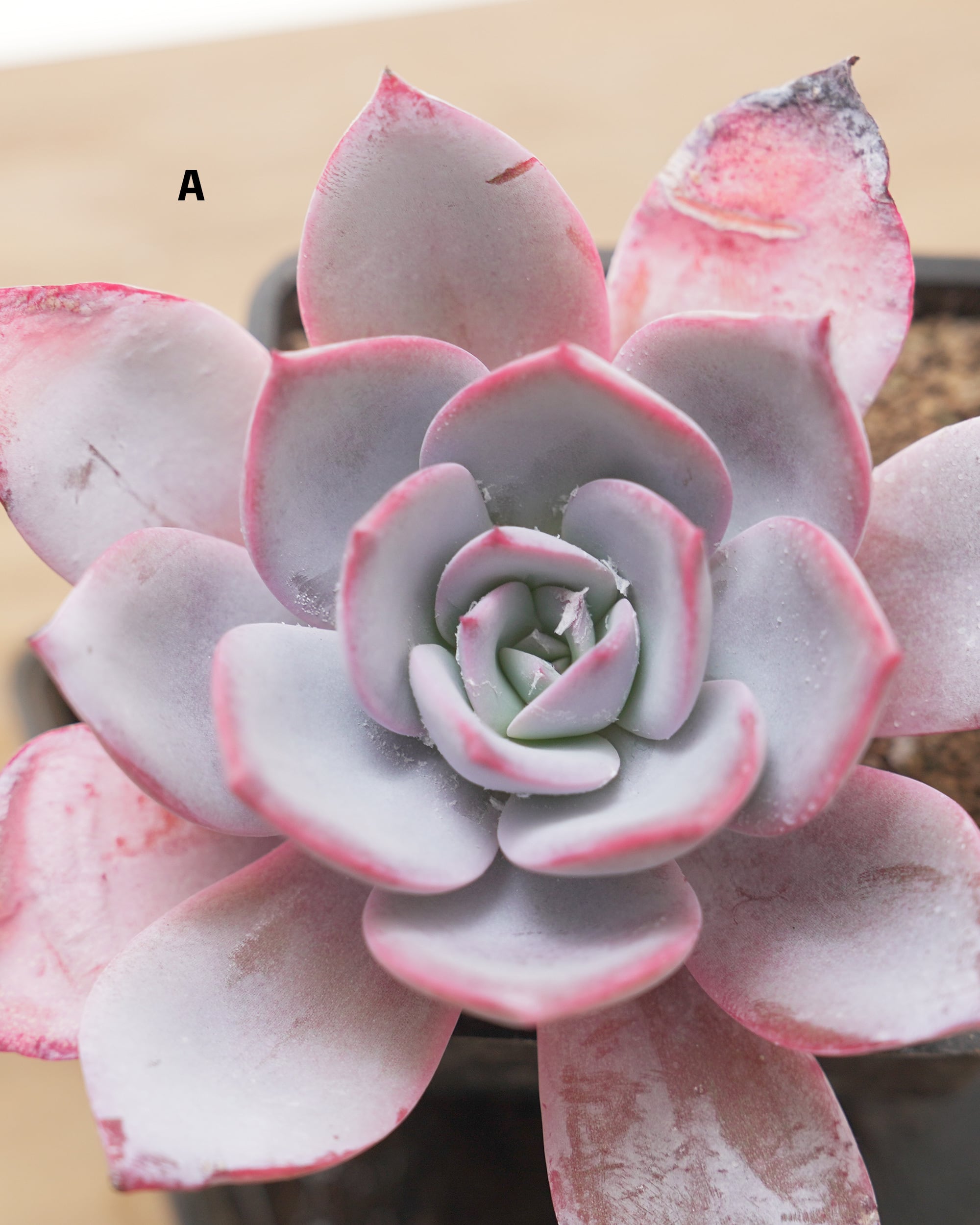 抜き苗 ホワイトロータス Echeveria 'White Lotus' | PUKUBOOK SUCCULENTS