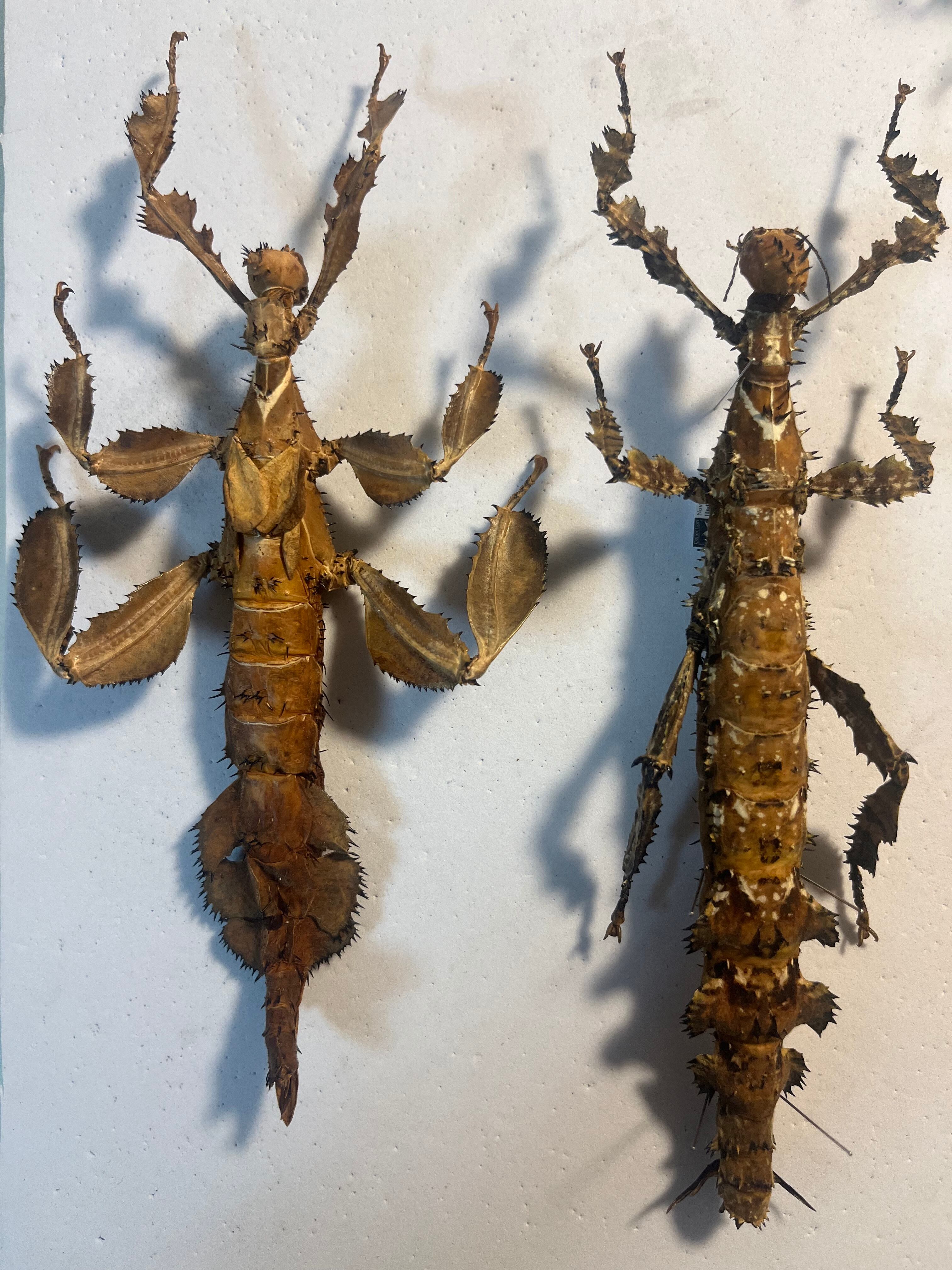 極BIG】ユウレイヒレアシナナフシの昆虫標本 Extatosoma popa
