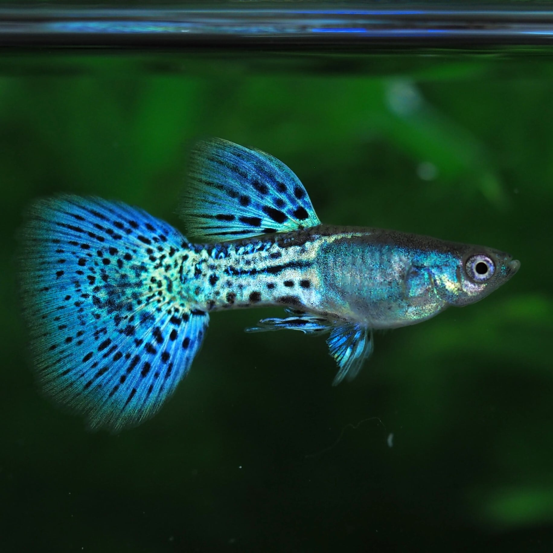 GUPPY | 伊豆グッピーファーム
