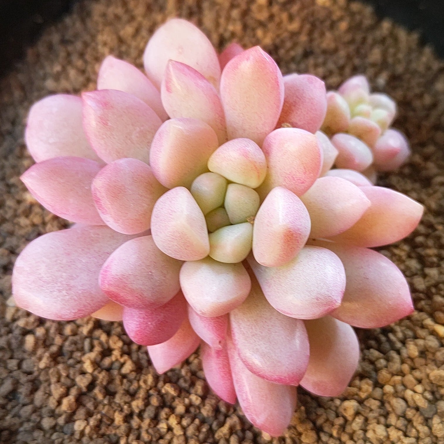 錦 | RuPo 多肉植物専門店