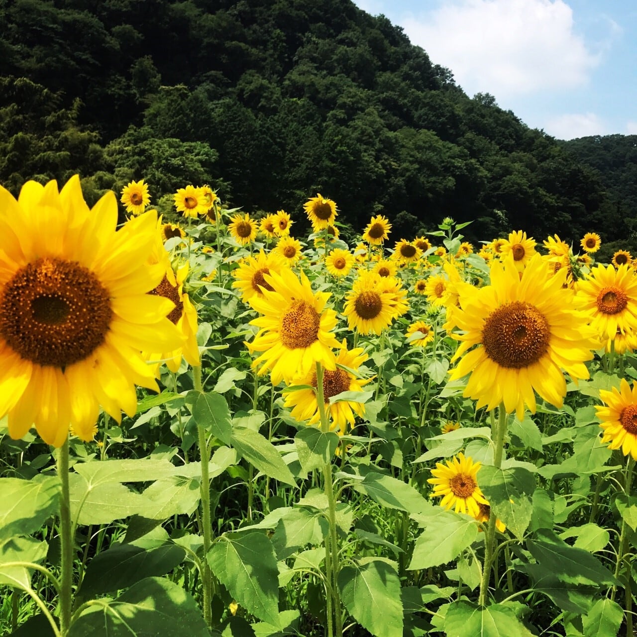 おおじみもんじろう様専用 広島県産コシヒカリ | monsterdog.com.br