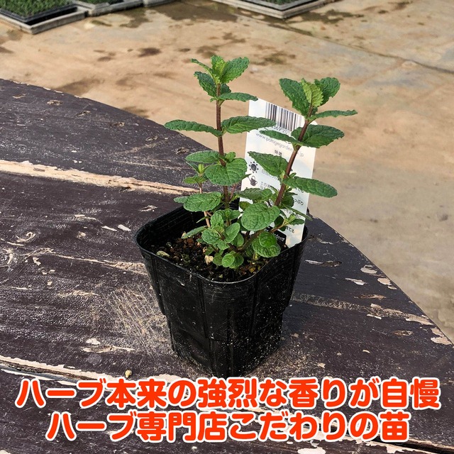 ハーブ 苗 アップルミント ハーブティ ハッカ油 虫除け グリーン 鉢植え 栽培方法 育て方 使い方 選び方 種類 花苗 簡単 プランター セット 栽培キット ミントグリーン ラベンダー バジル ローズマリー 寄せ植え 野菜 種 春 夏 秋 冬 アップルm ハーブ苗のポタジェ