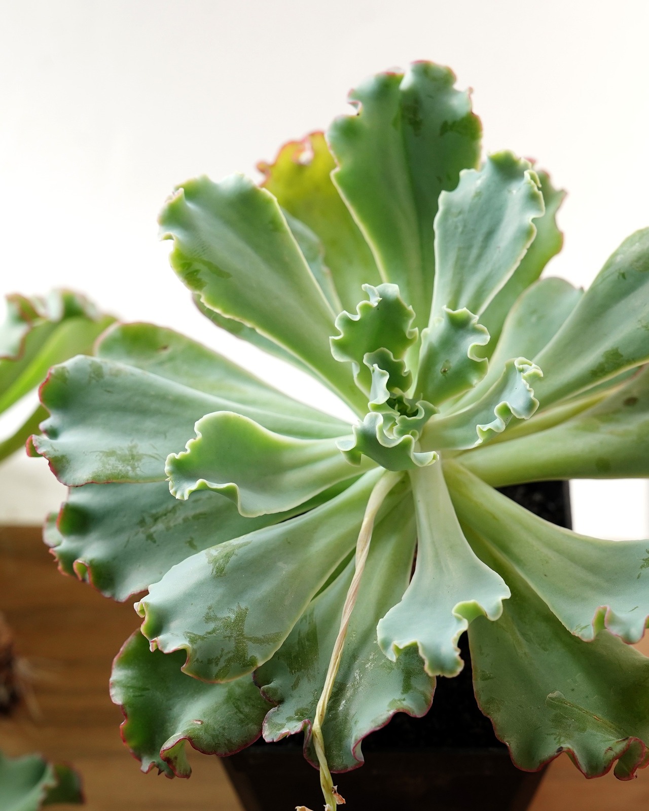 発根済カット苗 アクエリアス XL Echeveria 'Lady Aquarius'