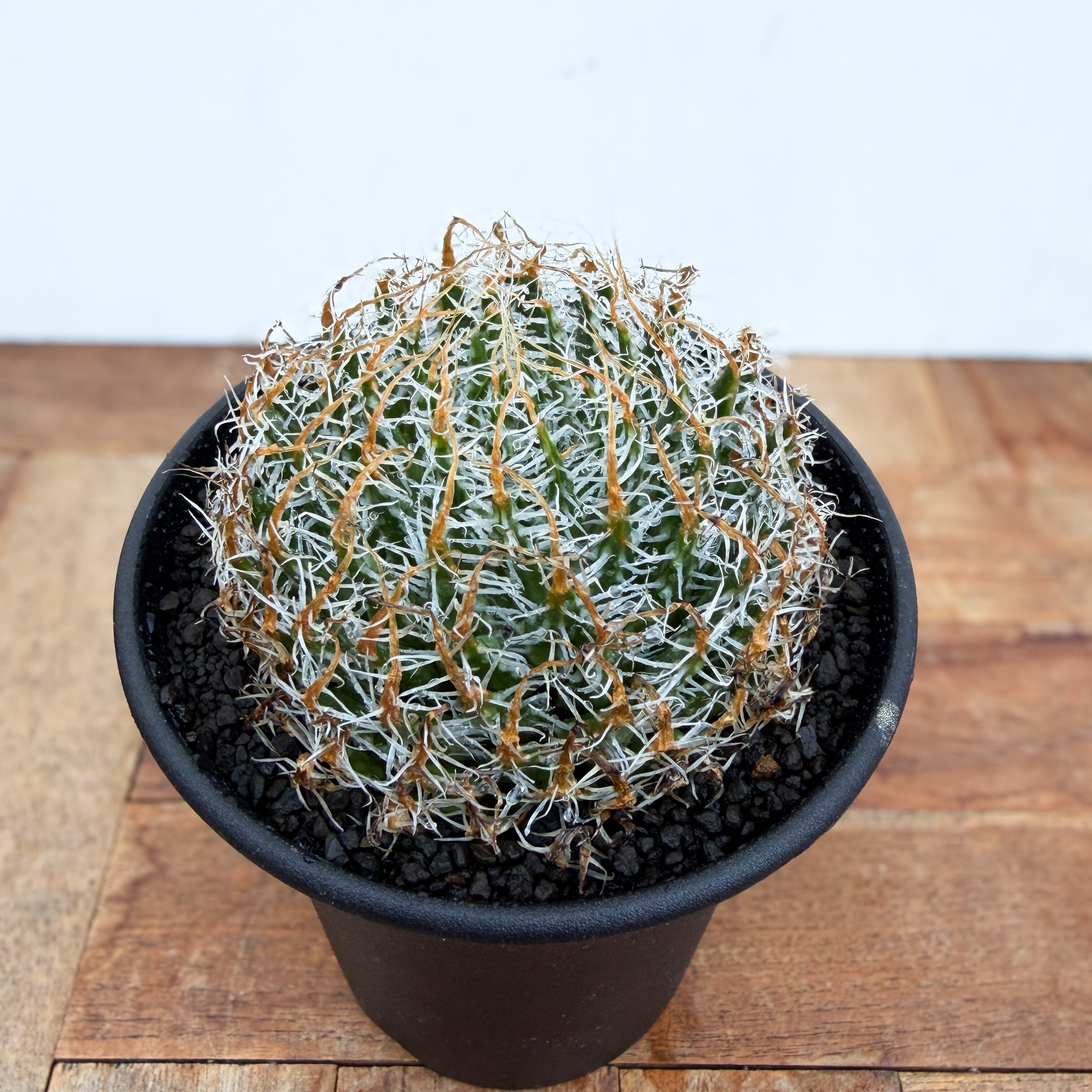 Haworthia gigas【ハオルチア・ギガス】 | RIMO'S GREEN 【Saboten
