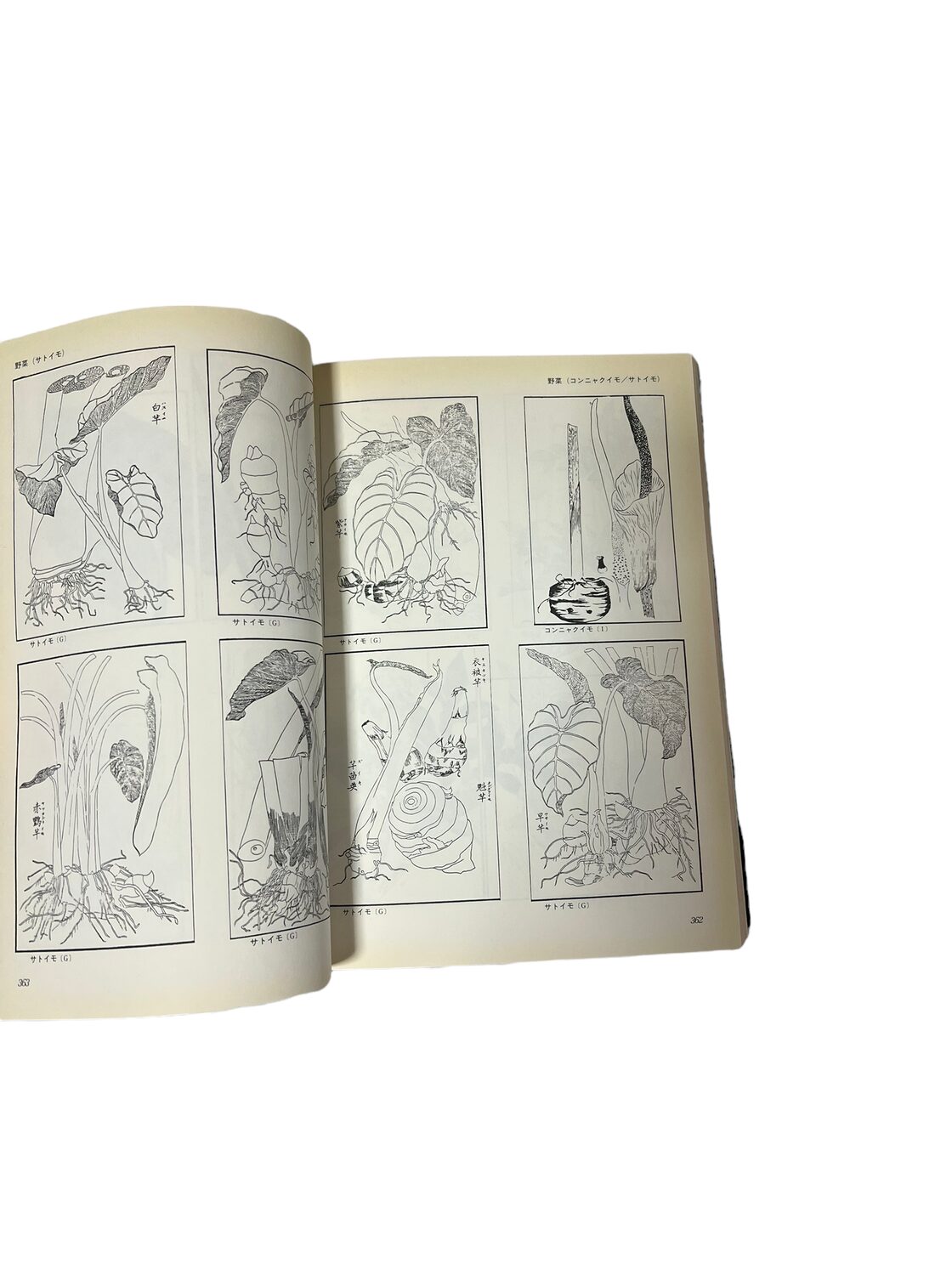デザインのための 花のイラストレーション 八坂書房 画集 素描集 古書