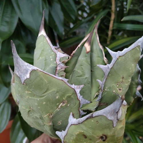 アガベ チタノタ オアハカ Agave titanota Oaxaca 2