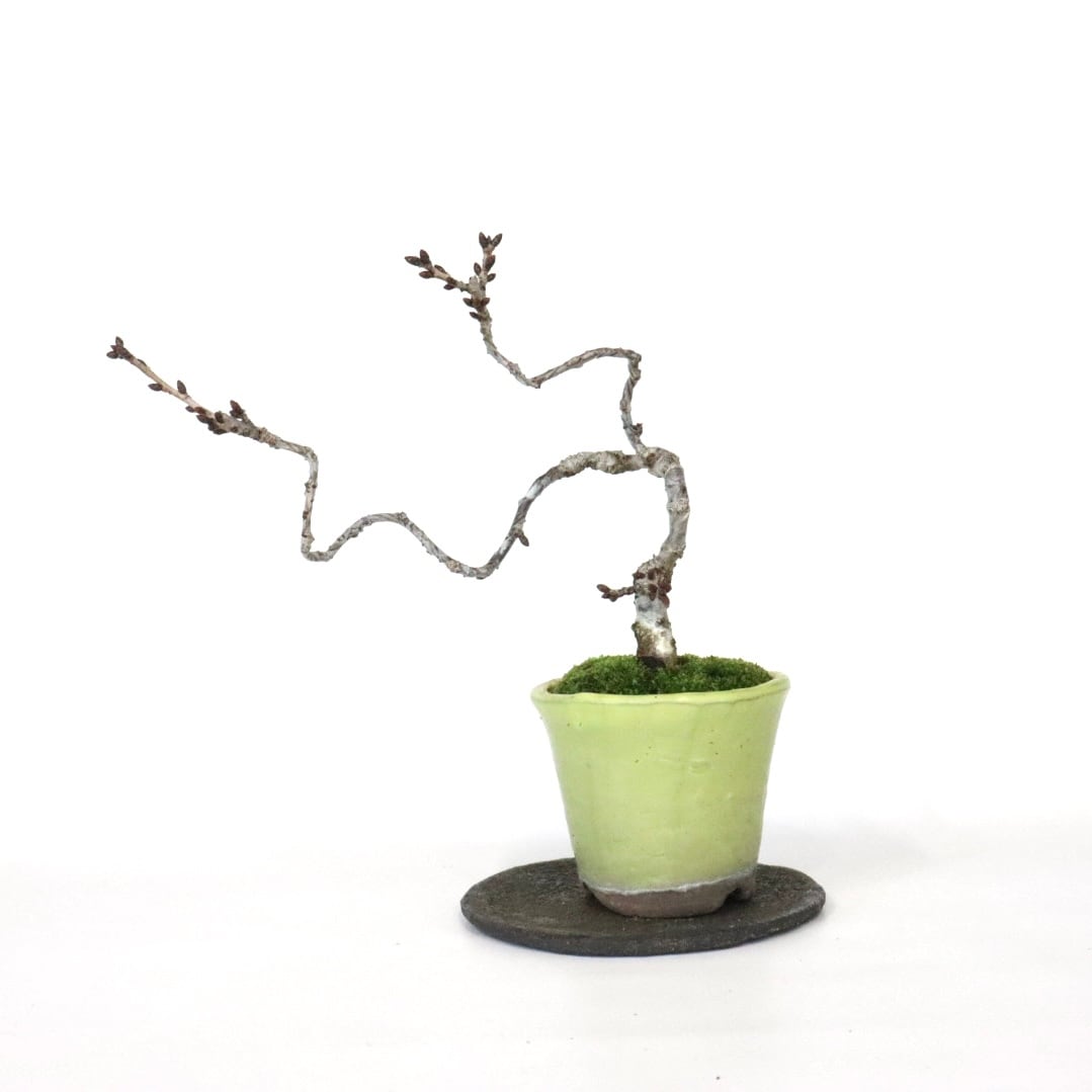 赤松寄せ植え | 盆栽工房WABI