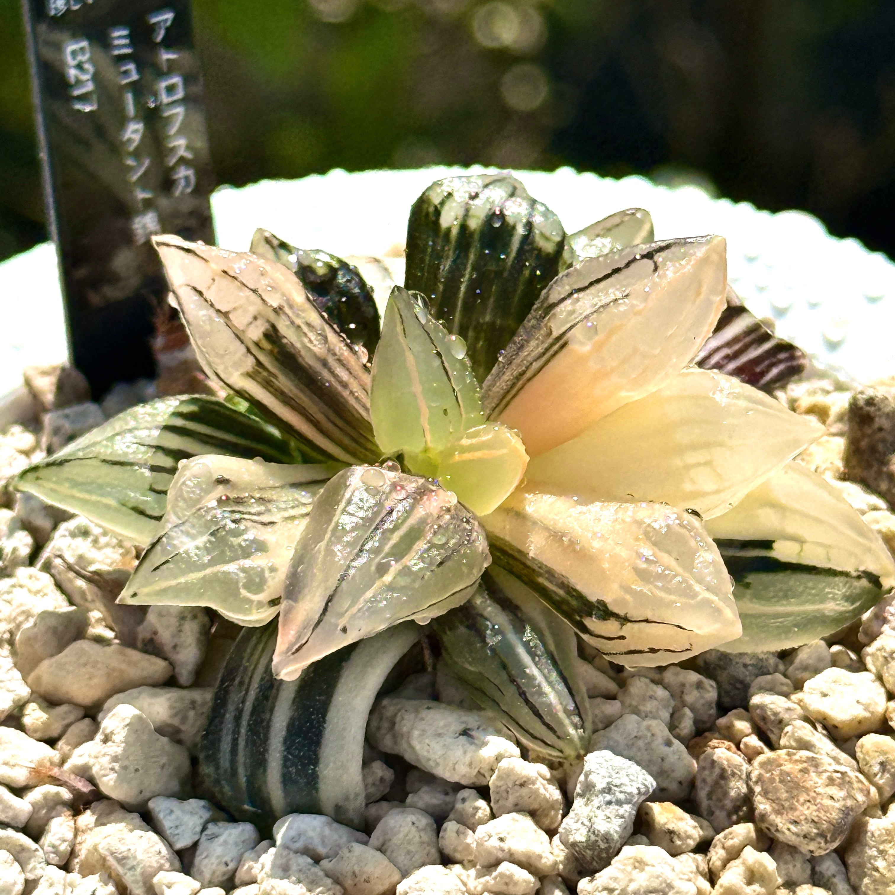 観葉植物 珍しいハオ楽園 花菱万象錦 H2027 超美株 ハオルチア