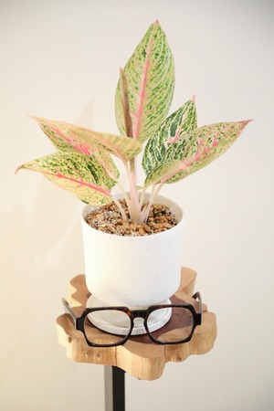 【S】【希少】アグラオネマ ピンクレガシー/Aglaonema ※陶器鉢付き