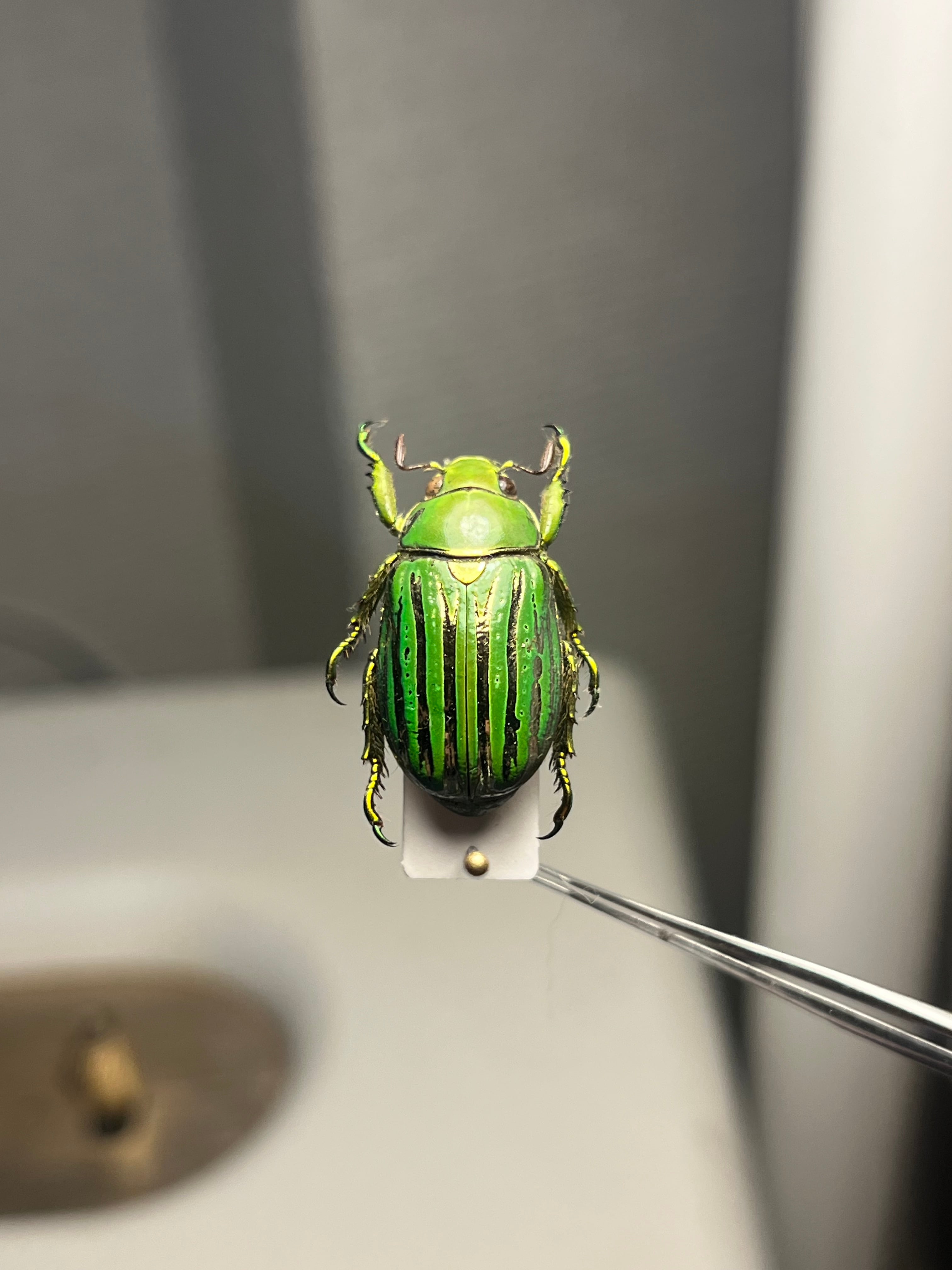 白金鶯黄金】キンセスジウグイスコガネ グロリオーサウグイスコガネ