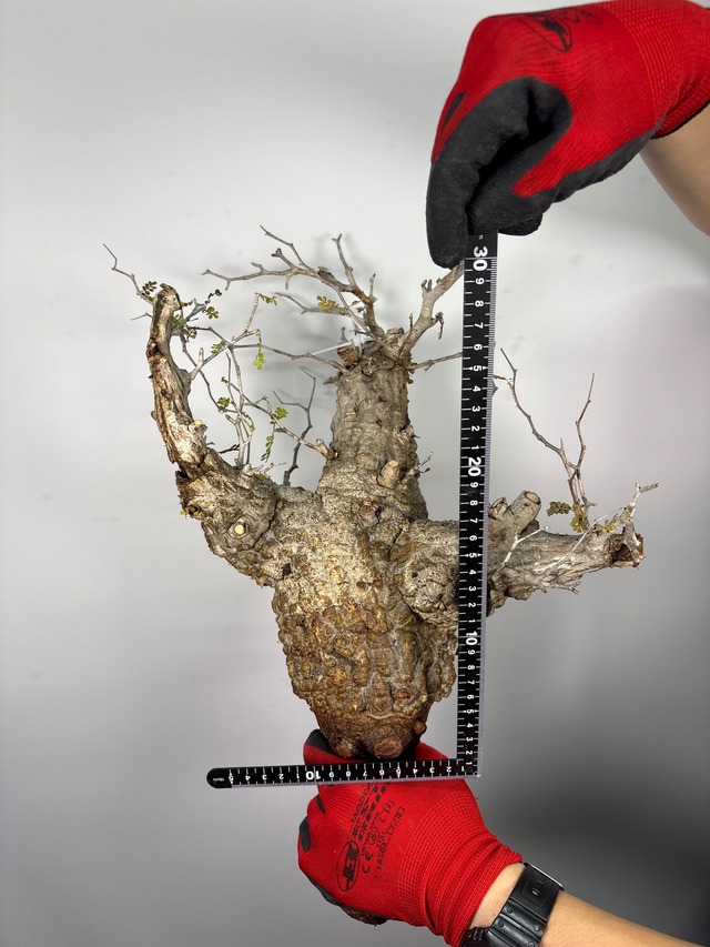 F177 現地発根株 オペルクリカリア パキプス 6/15 入荷 Operculicarya pachypus 塊根植物 現地球