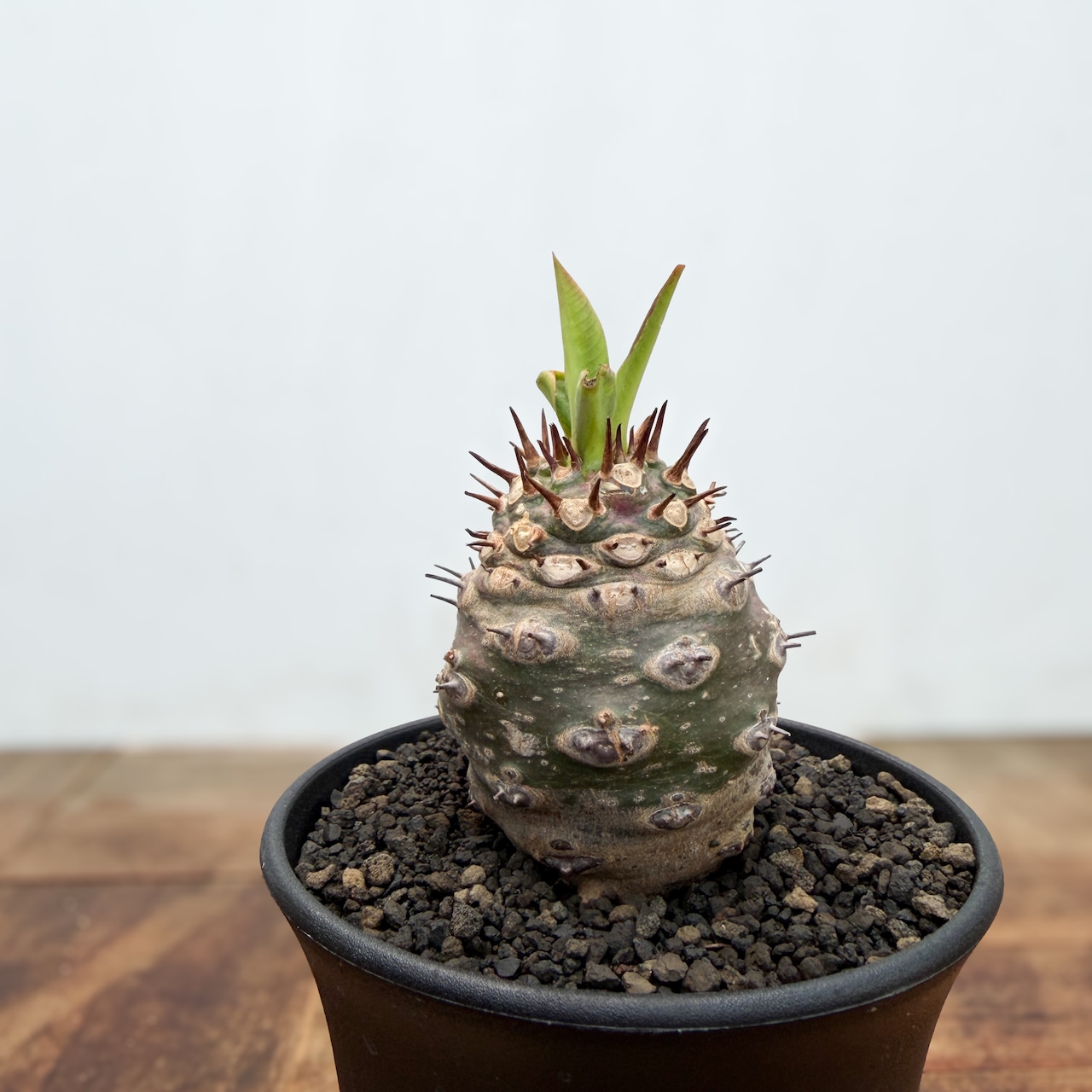 Euphorbia pachypodioides【ユーフォルビア・パキポディオイデス】