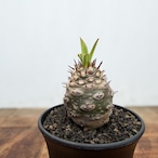 Euphorbia pachypodioides【ユーフォルビア・パキポディオイデス】