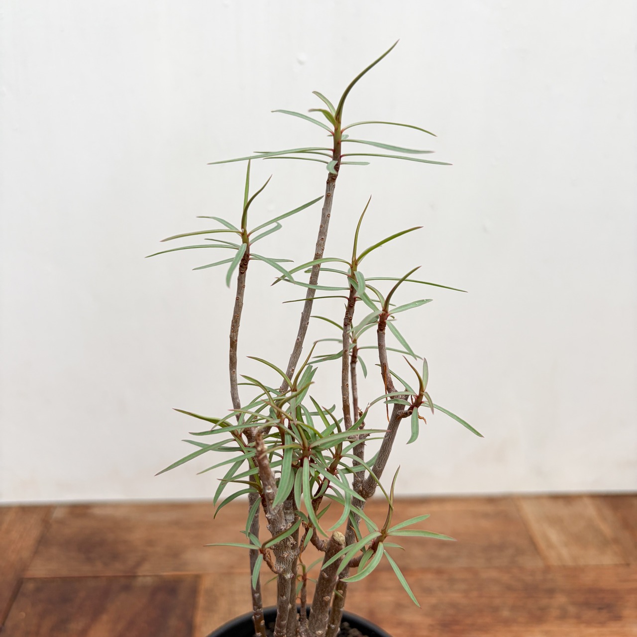 Euphorbia balsamifera【ユーフォルビア・バルサミフェラ】