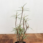 Euphorbia balsamifera【ユーフォルビア・バルサミフェラ】