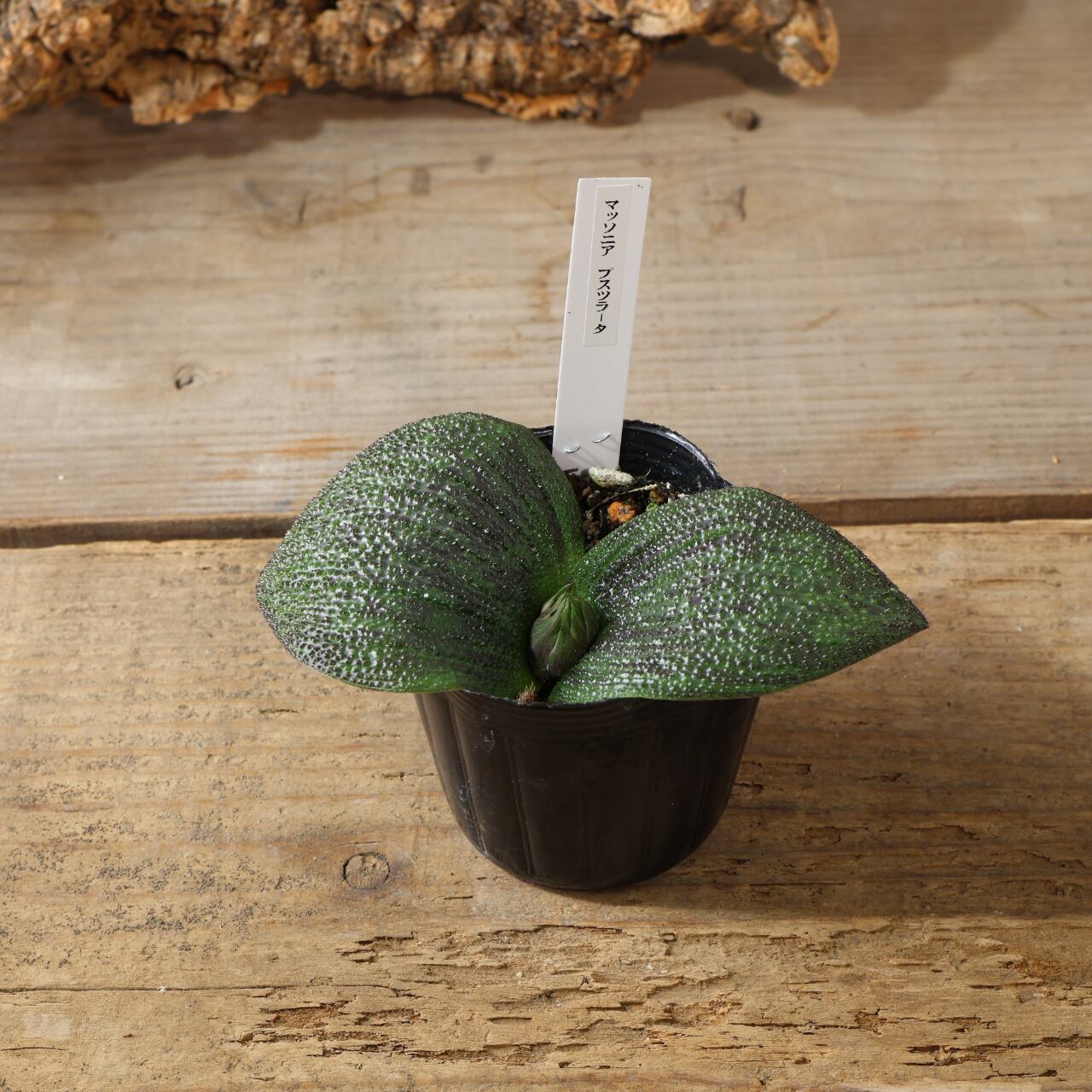 特大、斑入りマッソニア ワイルドプランツ路地裏のギボウシ｜茨城県稲敷郡阿見町で植物を販売