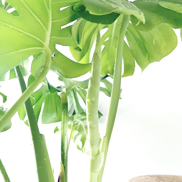モンステラ ボリュームあり 大葉 観葉植物 calm cafe