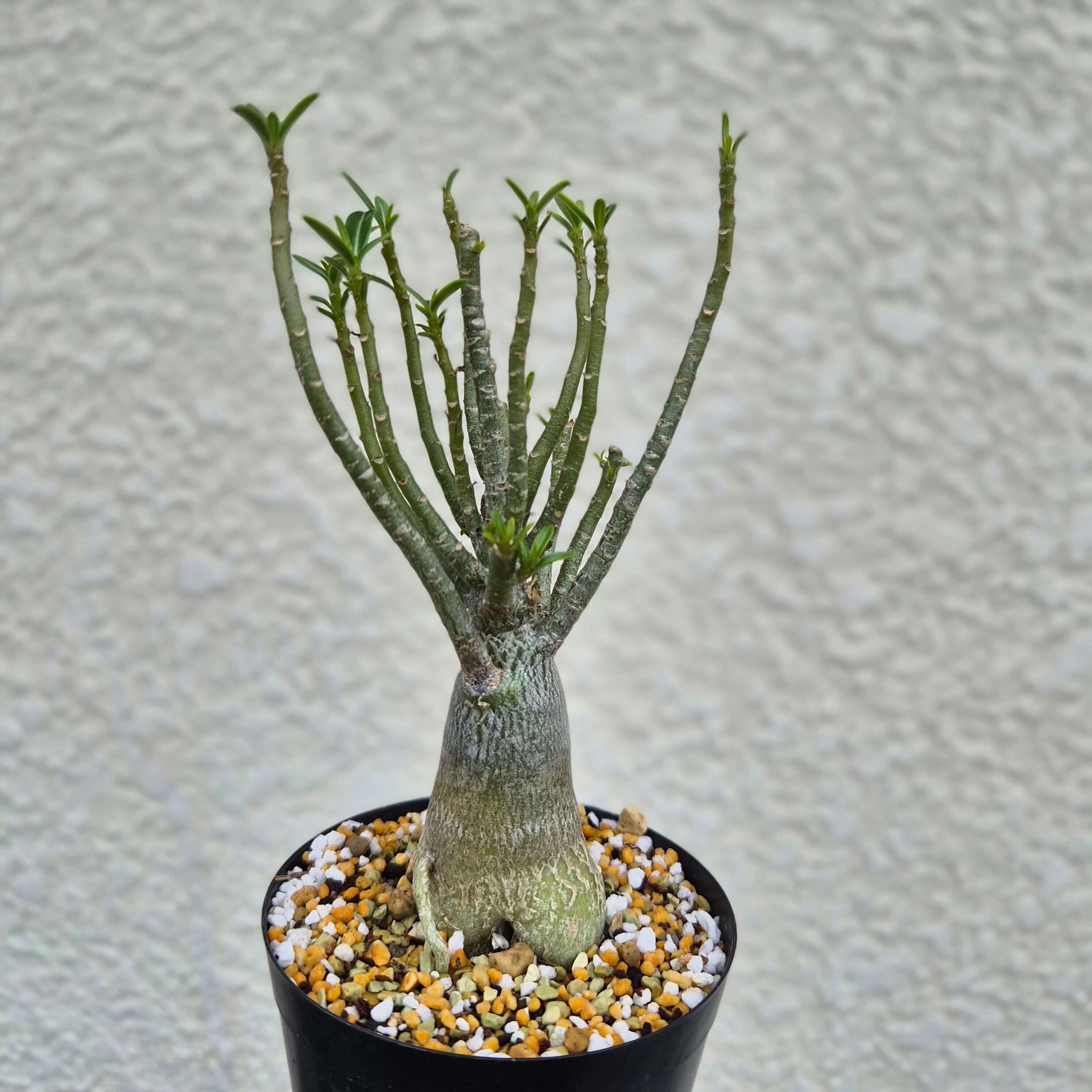 ①希少《 Adenium Super Mod》アデニウム スーパーモッド 塊根植物 世界最小のアデニウムドワーフ