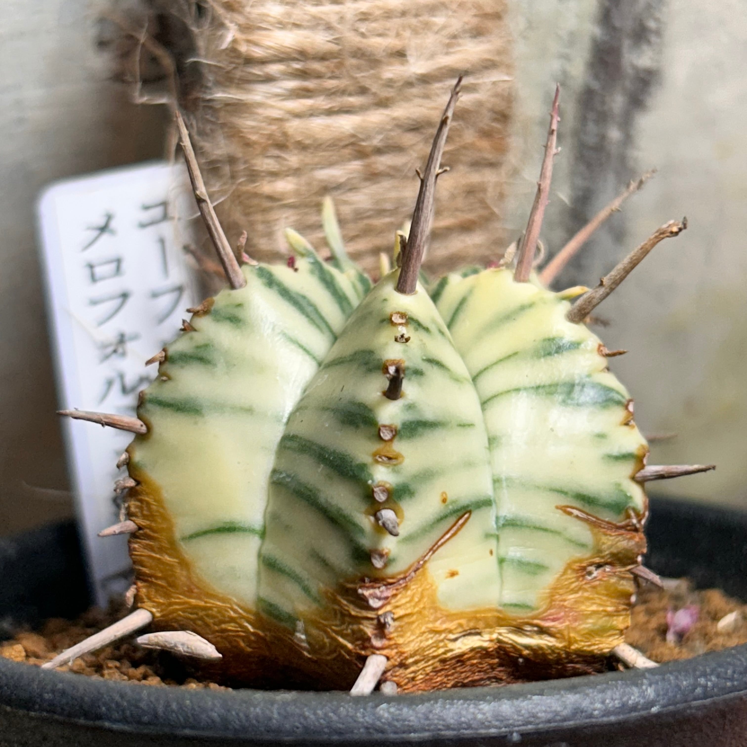 ユーフォルビア メロフォルミス錦(夏型) | RuPo 多肉植物専門店