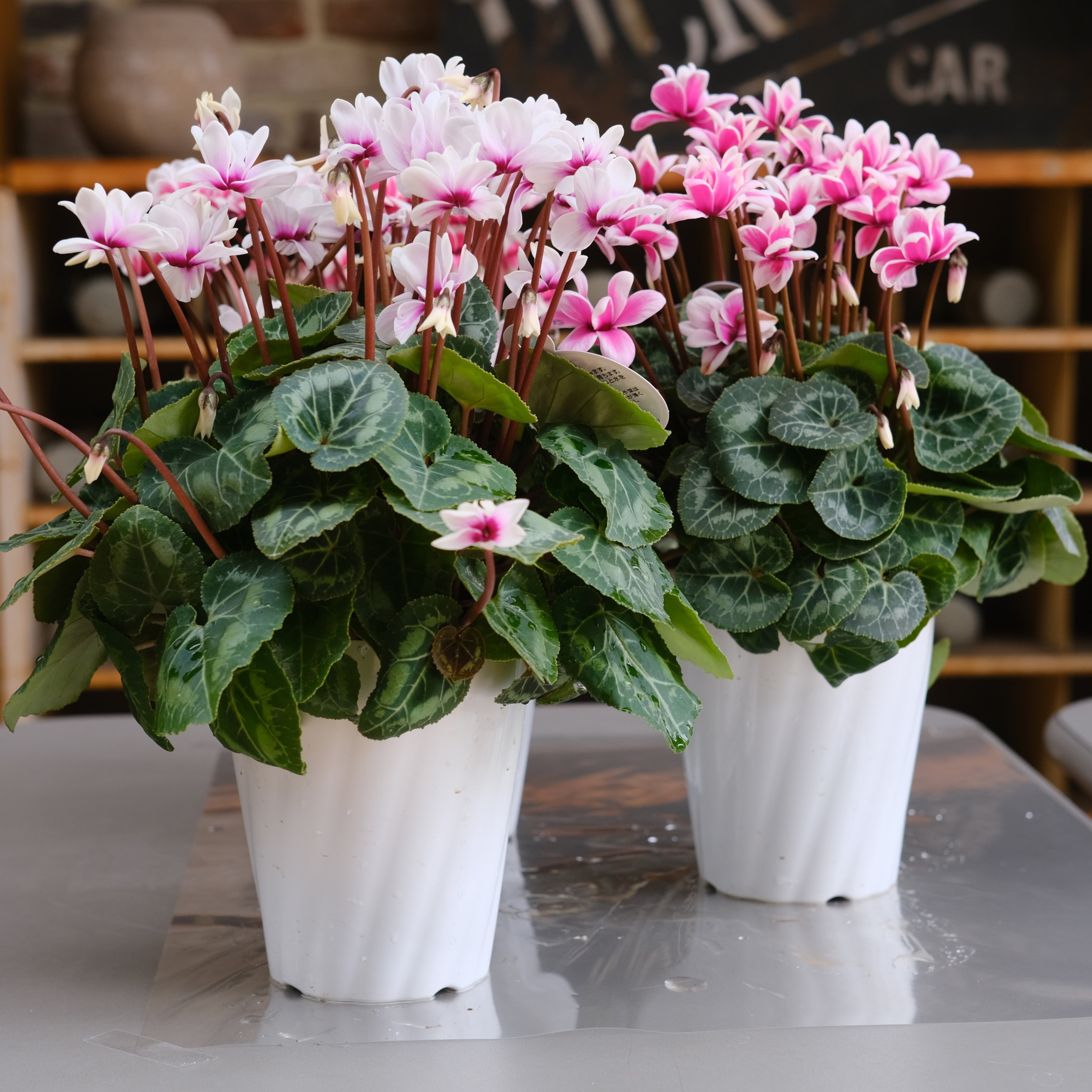 シクラメン チモシリーズ《 ピコティ 八重 》 | グリーンギャラリー