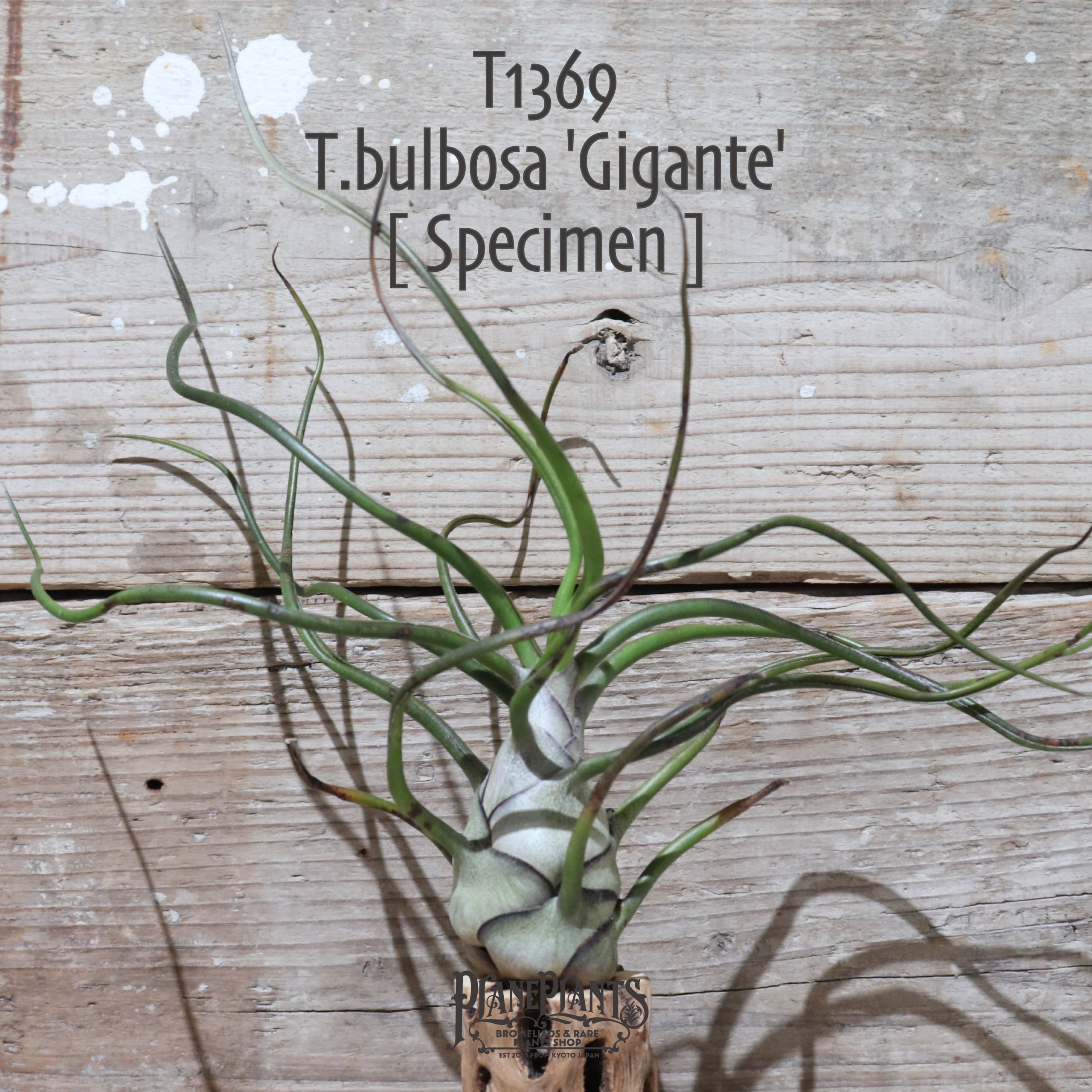 ブロメリア・エアープランツ T. bulbosa forma Alba Tillandsia bulbosa forma alba – Tropiflora